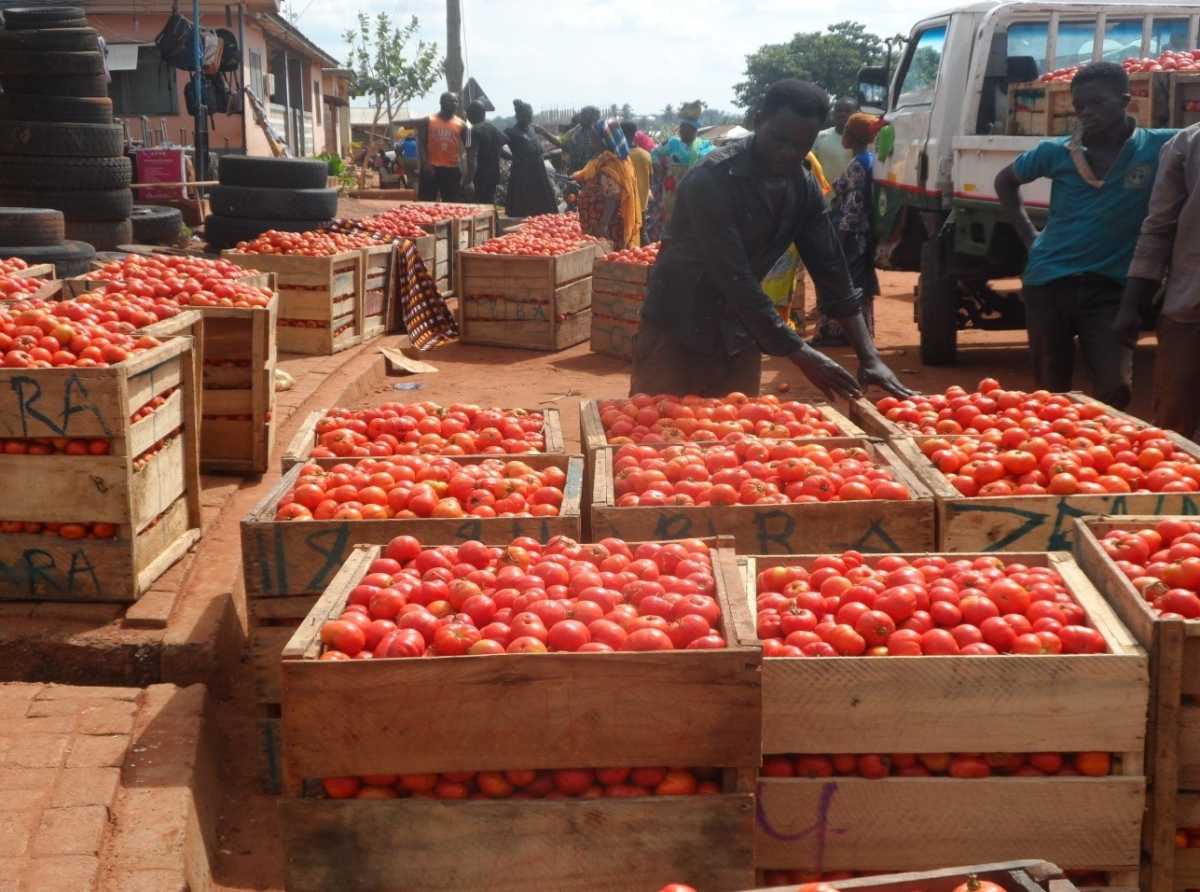 Ghana Not Facing Tomato Shortage Despite Burkina Faso Export Suspension – Chamber of Agribusiness CEO