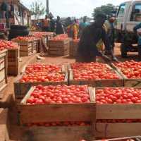 Ghana Not Facing Tomato Shortage Despite Burkina Faso Export Suspension – Chamber of Agribusiness CEO