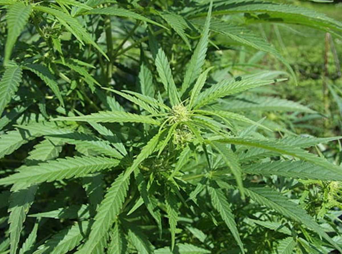 NACOC set to issue licences to qualified applicants for cannabis cultivation – Deputy Director-General