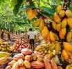 Cocoa farmers warn bumper harvest threatened by payment delays