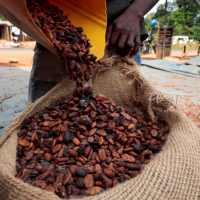 Ivory Coast sees strong exports of cocoa main crop as El Nino looms over output