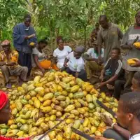 Cocoa farmers will not be abandoned, Bawumia's policies will bring smiles back to their faces - Miracles Aboagye