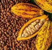 Gov’t maintains cocoa producer price amid global market decline