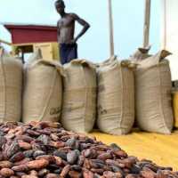 Cocoa farmers spared another blow as gov’t rejects price cut despite global slump – COCOBOD
